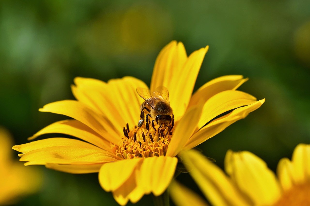 yellow flower, beautiful flowers, bee-8287204.jpg